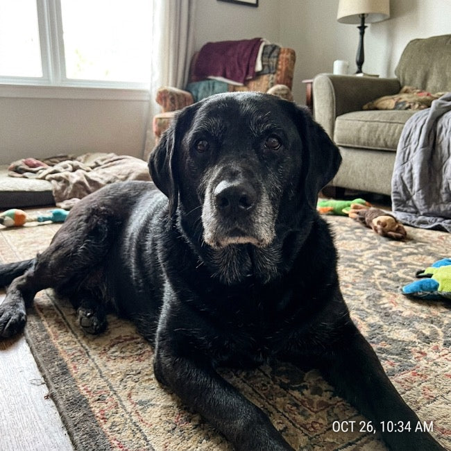 The original photo of Hazel, a black Labrador